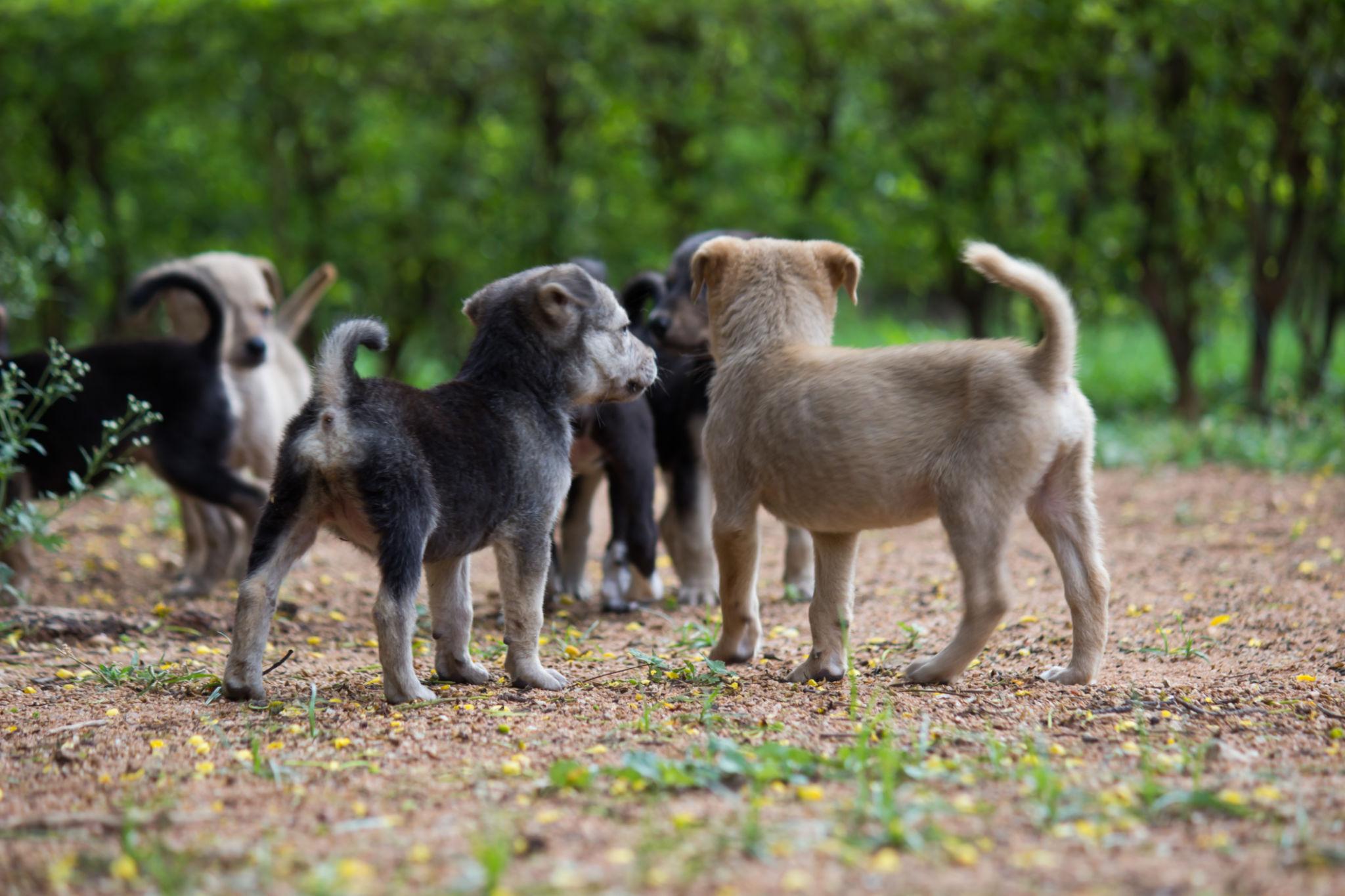 Dog Habitat