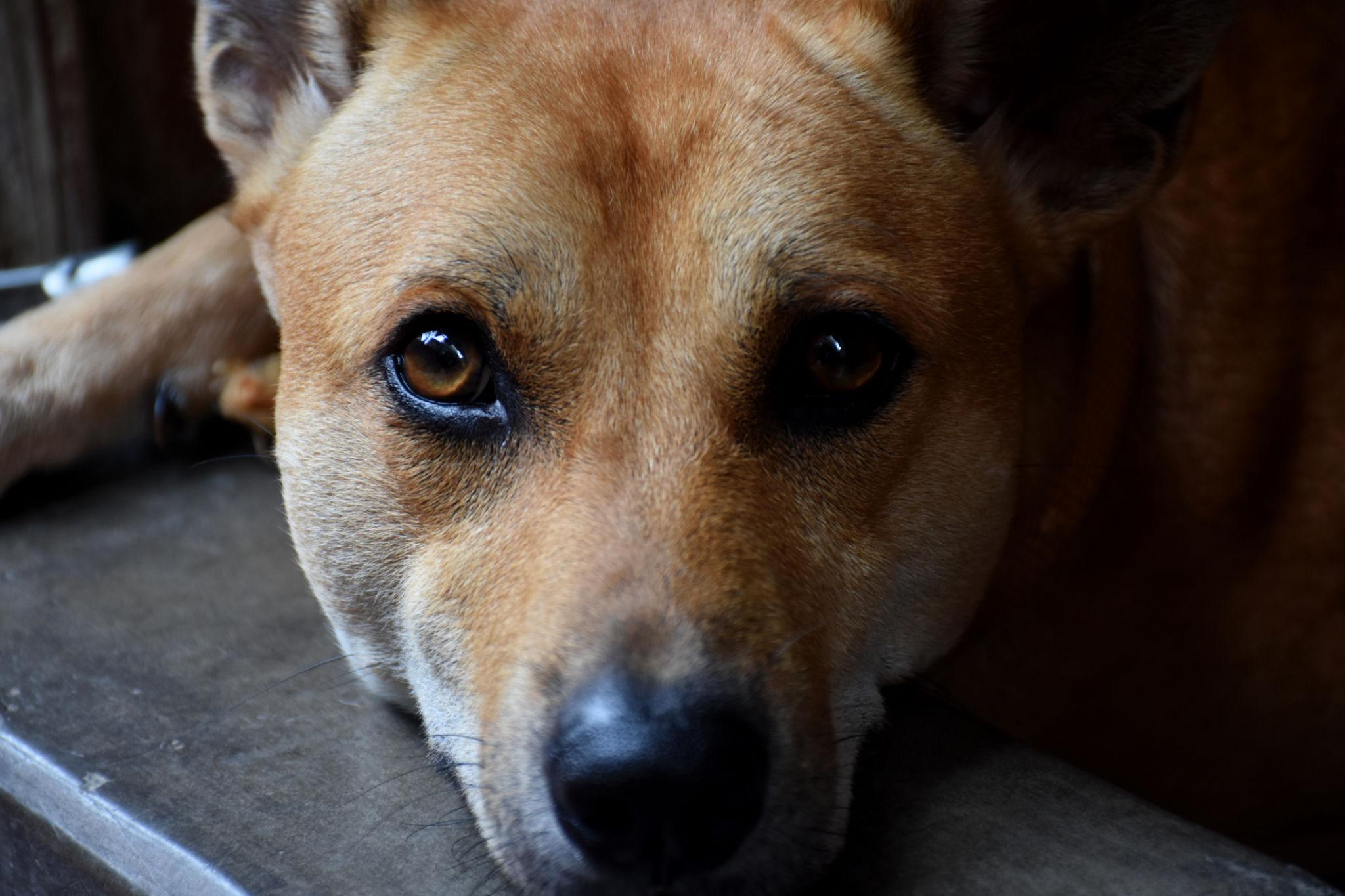 Indie Dog